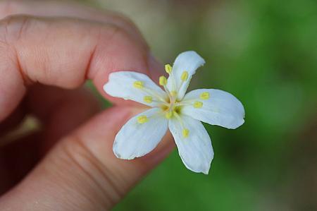 遠くの山には「油桐花」も見えるし、花びらも♡