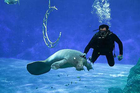 最後には人魚のモデルでは？と言われているジュゴンのお食事タイムも見られて癒される～♡