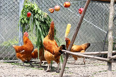 闘鶏用の鶏(軍鶏)と花蓮の地鶏を交配させた「GAEA 格雅雞」。好物のリンゴが高いところにあるので、首をグイっと伸ばして、筋肉を鍛えていますよ～！