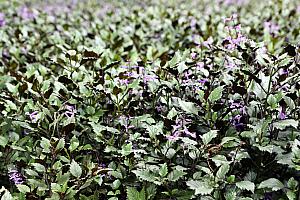 【花蓮旅行】地震からの復興を応援しに花蓮へ！ついでに自分の健康も手に入れられる花蓮観光がおすすめ！ 花蓮旅行 花蓮 復興 健康 花蓮観光地震