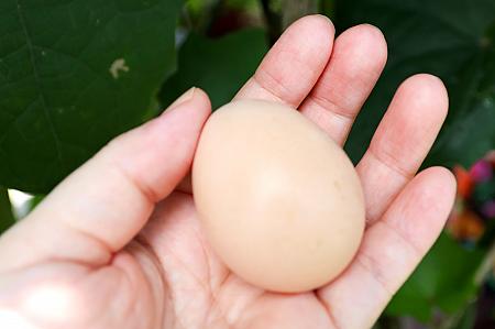 鶏肉が絶品なのはもちろん、卵も新鮮で栄養価が高い！絶対食べて！