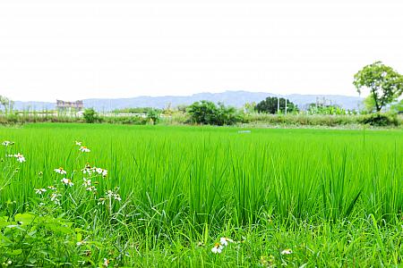 自家農場まで持っている本格派！