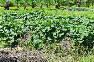 【花蓮旅行】地震からの復興を応援しに花蓮へ！ついでに自分の健康も手に入れられる花蓮観光がおすすめ！ 花蓮旅行 花蓮 復興 健康 花蓮観光地震