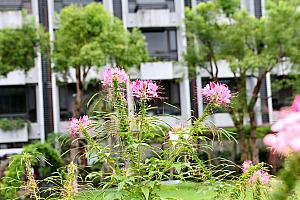 【花蓮旅行】地震からの復興を応援しに花蓮へ！ついでに自分の健康も手に入れられる花蓮観光がおすすめ！ 花蓮旅行 花蓮 復興 健康 花蓮観光地震