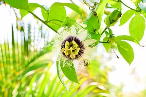この美しい花、何の花かわかりますか？パッションフルーツの花を発見！