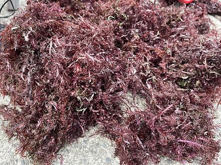採れたての石花菜は、濃い色ですが洗って干してを6回から7回ほど繰り返して黄金色になっていきます