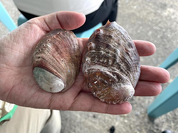 左が九孔、右が鮑。見分け方は殻が滑らかで小さめなのが九孔、殻がゴツゴツしていて凸起がハッキリしている大きめのものが鮑です
