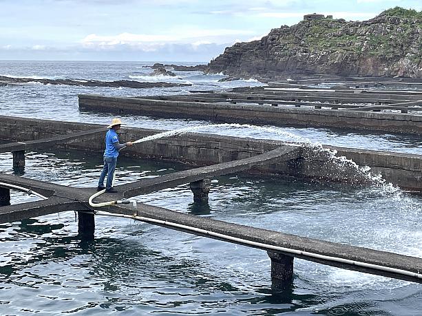 コンクリート通路から人力で、細かくした海藻をパイプから噴射して九孔に餌を与えます。遠目から見ていましたが、かなりの水圧だったのでパイプを支えるのに体力を使いそう