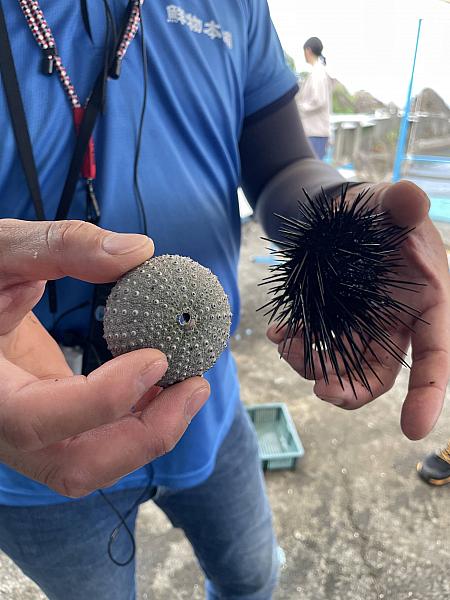 トゲトゲにたくましさを感じる紫海膽。この棘を太陽にかざすと紫に見えることからムラサキウニと呼ばれるようになったようです。棘がなくなるとたくさん穴の空いた陶器のような貝殻のような状態でした。初めてウニの正体を見てちょっと驚きました（笑）