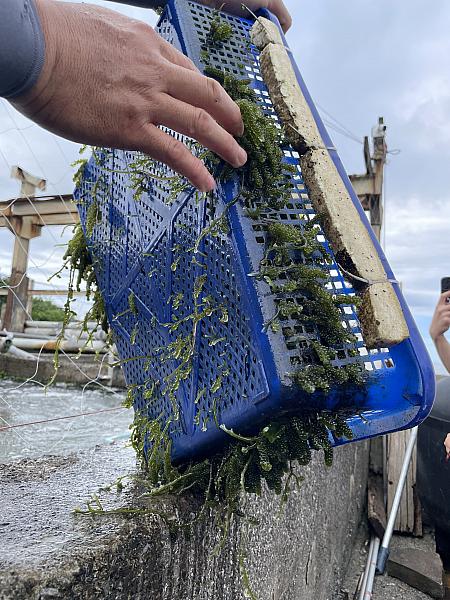 籠の中ですくすくと育っている大量の海ぶどうを見て、大興奮！いざ試食♪ プチプチした歯応えと同時に爽やかな海の香りがしてたまりません！ビタミン類やミネラル、カルシウム、食物繊維など豊富に含まれていて美肌効果や抗酸化作用などもある優秀な食材です！