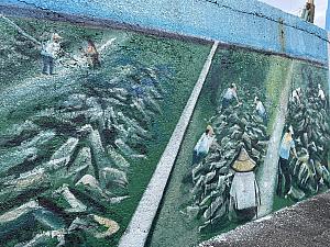 壁の絵は、九孔水槽の清掃、採取、餌やりと40年前からの養殖方法が描かれています