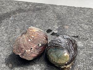 採れた手のものを自分でバーナーを使い、焼いて食べてみました！貝殻面は水分が吹き飛ぶまでバーナーの炎を当てます。中身のある面は表面がほんのり焦げるまで。もちろん新鮮で肉厚、しっかり噛み応えがあり、何も付けなくてもとっても美味しくいただけました！