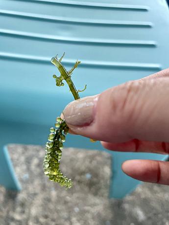 籠の中ですくすくと育っている大量の海ぶどうを見て、大興奮！いざ試食♪ プチプチした歯応えと同時に爽やかな海の香りがしてたまりません！ビタミン類やミネラル、カルシウム、食物繊維など豊富に含まれていて美肌効果や抗酸化作用などもある優秀な食材です！