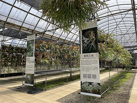 入口からいちばん奥の突き当たりにある温室には、たくさんの鹿角蕨(ビカクシダ)が！近年インテリアショップや花屋などで目にするなぁと思っていたナビ。こちらのマネージャーさんに聞いてみたところ、台湾で流行り出したのはコロナ禍くらいからなんだそう