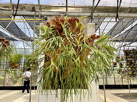 左・温室の中央にどっしりと構えていた10年ものの鹿角蕨。右・緑の葉が空に向かって元気よく伸びているこちらは12年もの。かなりの大きさがあります。温室外にも何点か大きなものがあり、今までなんとなく見てきた中での最大級のものを見て感動さえしました
