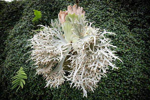 こちらは「晴花鹿苑 HARUHANA」が独自に開発した“琥珀“繊細な白みがかった葉が上品です<br>画像提供：晴花鹿苑 HARUHANA