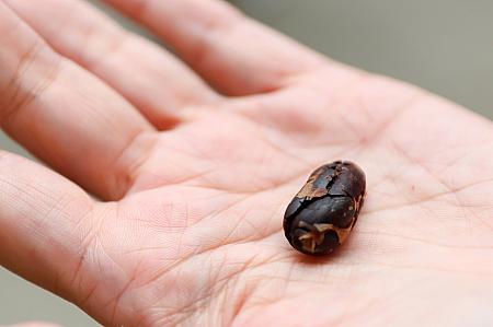 こだわりのチョコレートというと、よく耳にするのが<u>Bean to Bar</u>という言葉。カカオ豆(Bean)から板チョコ(Bar) にするまで一貫した管理の下、製造するチョコレートのことを指しています。では「福湾巧克力 」は？——さらに上行く<u>Tree to Bar</u>スタイルを貫きます。読んで字のごとくカカオの木を植え、育てるところからはじまるのです。