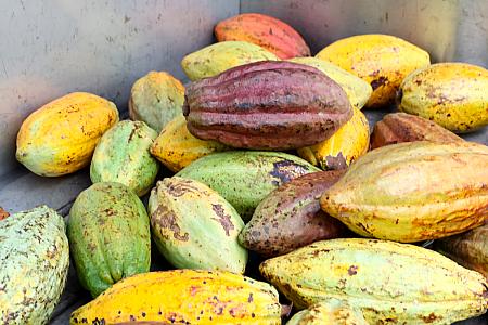 台湾でカカオ豆が栽培されていることはご存じですか？近年は台湾産カカオを使ったチョコレートメーカーやブランドも増えつつあります。そんな台湾チョコレート業界をリードし続けているのが<b>「福湾巧克力(フーワンチョコレート)」</b>です。