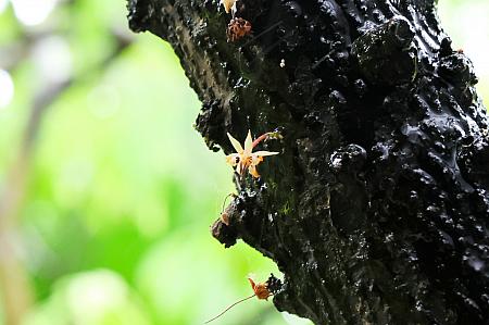 台湾でカカオ豆が栽培されていることはご存じですか？近年は台湾産カカオを使ったチョコレートメーカーやブランドも増えつつあります。そんな台湾チョコレート業界をリードし続けているのが<b>「福湾巧克力(フーワンチョコレート)」</b>です。