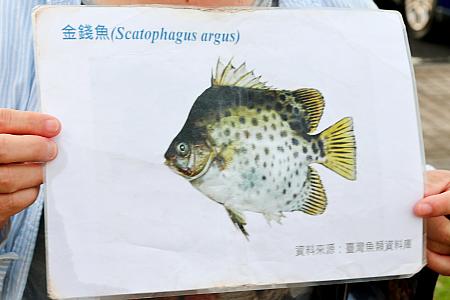 面積532ヘクタール、水深2～6m。上記2つの川の水は流入することなく、また単口型のラグーンのため塩分濃度は濃いめだそうですが、おめでたい名前の「金錢魚」(左)や名前が長すぎてみんなが「あの魚」と呼ぶ「那個魚」(右)などが生息しています。
