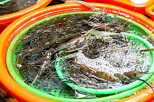 フレッシュな海鮮に舌鼓！