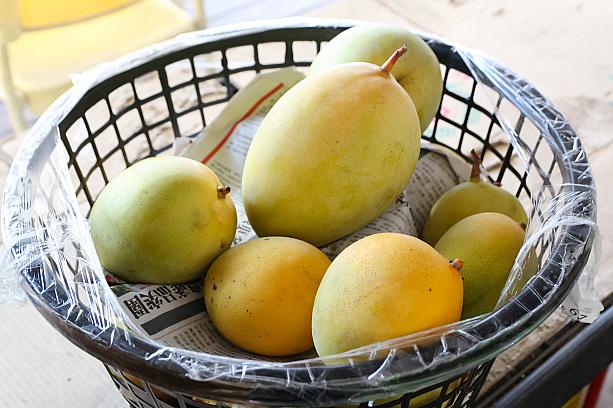 実は「芒果好忙」は1年中新鮮マンゴーが食べられるお店なんです。品種を替えながら秋も冬も春も、もちろん夏の季節もフレッシュマンゴーを常備しています。それでも去年の冬から今年の春先はいつにない不作でマンゴーの供給はストップ……今度の冬はずーっと食べられたらいいな！