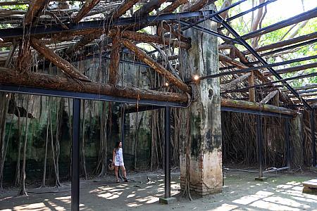 長い間放置されていたためガジュマルに浸食され、現在「樹屋」と呼ばれる姿に。カメラに収めたい神秘的な雰囲気が漂います。