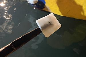 このオールでひたすら水面をたたくと藍眼淚(青の涙)が見られます！