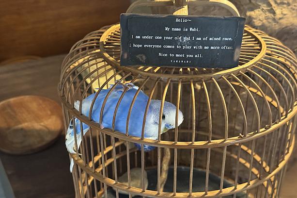 店内には看板インコも！名前は「ワビ」。言葉を覚えていないので、教えてみようとあれこれ試してみましたが、無反応。ナビ先生、敢えなく撃沈(涙)