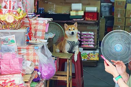 嘉義東市場ほかにも気になる店がた～くさん！歴史を感じながら散策してみませんか？