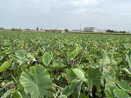 台湾中部の郊外、広大な土地に広がるタロ芋畑。大甲地区のタロ芋栽培面積は約440ヘクタールで、台湾最大の生産地となっています。大きな葉は、お洒落な観葉植物にも見えます♪