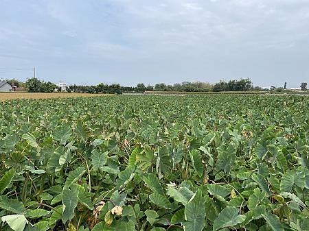 台湾中部の郊外、広大な土地に広がるタロ芋畑。大甲地区のタロ芋栽培面積は約440ヘクタールで、台湾最大の生産地となっています。大きな葉は、お洒落な観葉植物にも見えます♪