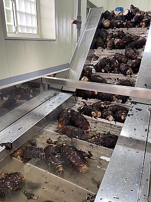 洗浄→皮を削るというマシーンでの作業を経て