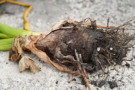 大きく立派な採れたてのタロ芋。それを紹介してくれたのは、今年度臺中市優質芋頭評鑑(台中市良質タロ芋審査)で優勝した王忠信さん。清浄な水源や肥沃な土壌、適した気候など恵まれた環境が揃っているため、質の良いタロ芋が栽培できるのだそう。<br>画像提供：農糧署