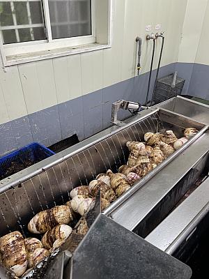 洗浄→皮を削るというマシーンでの作業を経て