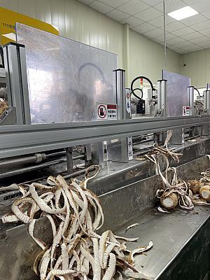 洗浄→皮を削るというマシーンでの作業を経て