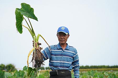 大きく立派な採れたてのタロ芋。それを紹介してくれたのは、今年度臺中市優質芋頭評鑑(台中市良質タロ芋審査)で優勝した王忠信さん。清浄な水源や肥沃な土壌、適した気候など恵まれた環境が揃っているため、質の良いタロ芋が栽培できるのだそう。<br>画像提供：農糧署