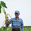 【台湾食材】台湾最大の芋頭(タロ芋)の生産地、台中の西北部に位置する大甲地区へ行って来ました！ 芋頭 タロ芋 大甲 檳榔心芋 農糧署農業
