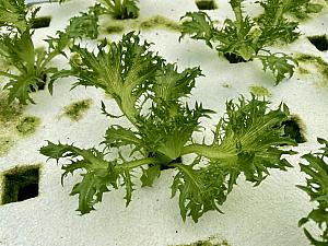 こちらで温室栽培されているのは、サニーレタスやロメインレタス、エンダイブレタスなど、調理が必要なく新鮮なまま食べられる生野菜です