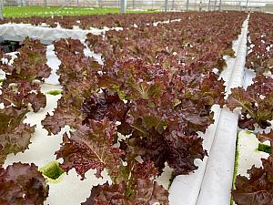 こちらで温室栽培されているのは、サニーレタスやロメインレタス、エンダイブレタスなど、調理が必要なく新鮮なまま食べられる生野菜です