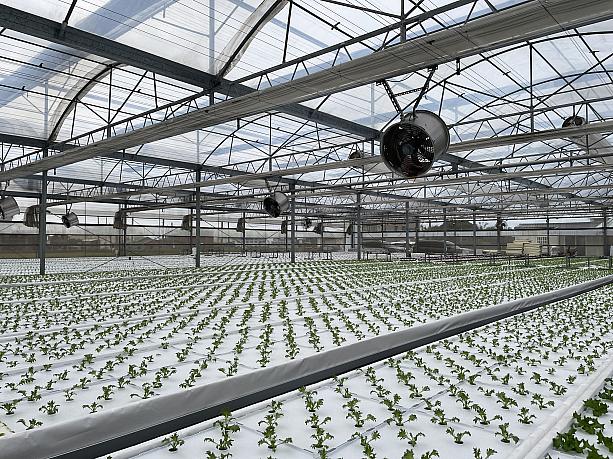 近年良く耳にするようになったスマート農場とは、AI(人工知能)やICT(情報通信技術)などの先端技術を活用して、農業生産の作業効率化やセンサーで取得したデータ・画像解析に基づいての精密化、省力化、高品質化を実現する新たな農業のことです