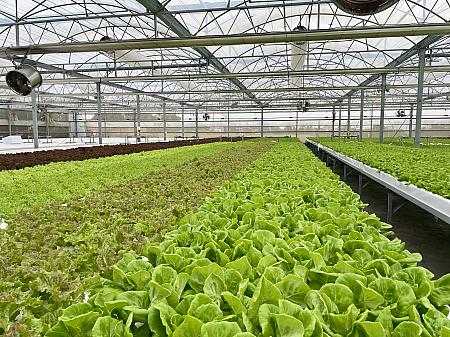 気候や市場変動の農家への対応を支援するため、農業部農業食品署が「スマート防災施設型農業プロジェクト」を推進。このプロジェクトは、農家に近代的な施設や技術への投資を促し、農産物の供給と品質の安定化を図っています