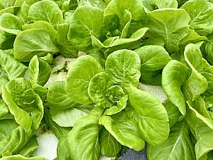 こちらで温室栽培されているのは、サニーレタスやロメインレタス、エンダイブレタスなど、調理が必要なく新鮮なまま食べられる生野菜です