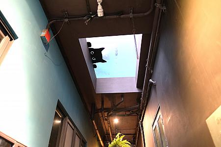 天井に猫ちゃんが！