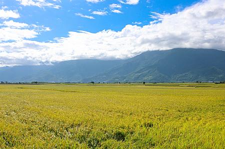 電線がない！一面の田んぼが美しすぎる！
