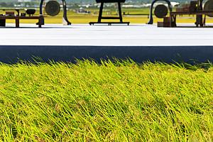 この美しい舞台を日々作って言える池上の人々。この素晴らしさを多くの方にアートの力を通じて広げているのが「池上郷文化藝術協会」です