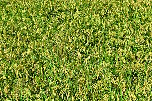 【台湾イベントレポート】秋の風物詩！原住民歌手「桑布伊」とパフォーミングアート集団「優人神鼓」がタッグを組んだ「2025池上秋收稻穗藝術節」に大感動！ 池上秋收稻穗藝術節 池上秋收稲穂芸術節 優人神鼓桑布伊