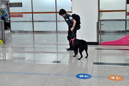PS：別の日、同じく台北松山空港の到着ロビーで、お仕事ワンちゃん(檢疫犬？)を見かけました。台湾では今秋にアフリカ豚コレラが発生し、より一層、肉製品・農産物の持ち込み禁止対策を強化しています。訪台の際はご注意くださいね。