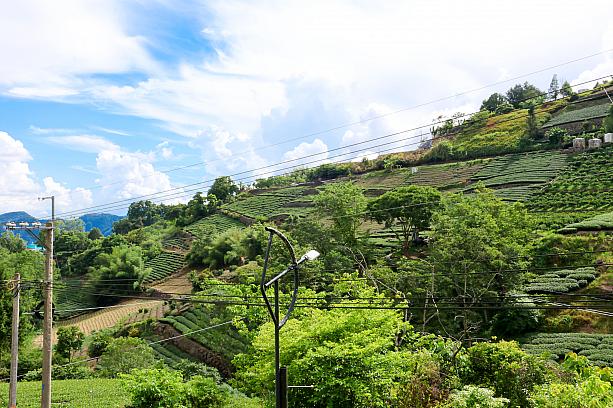 と、その前になぜ「阿里山コーヒー」は評価が高いのでしょうか？それは海抜1000～1500mという高地環境で育てられることで、成熟するスピードが遅く、糖分や香りが蓄積されることがあげられます。また、昼夜の寒暖差が約10～15℃もあるため、酸味と甘みのバランスがよくなること、阿里山の土壌は有機質が豊富なため口当たりに厚みが出るためです。