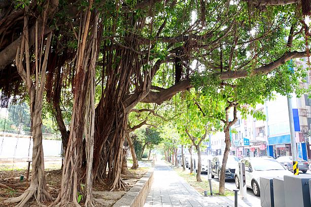 そして元「台南市美術館2館」だった「臺南國家美術館」の周辺は大きなガジュマルの木もあって散策に持って来いの場所。